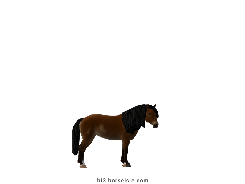 South African Miniature Horse Mealy Sepia Brown Coat
